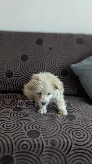 1-3 months Male Purebred Maltese
