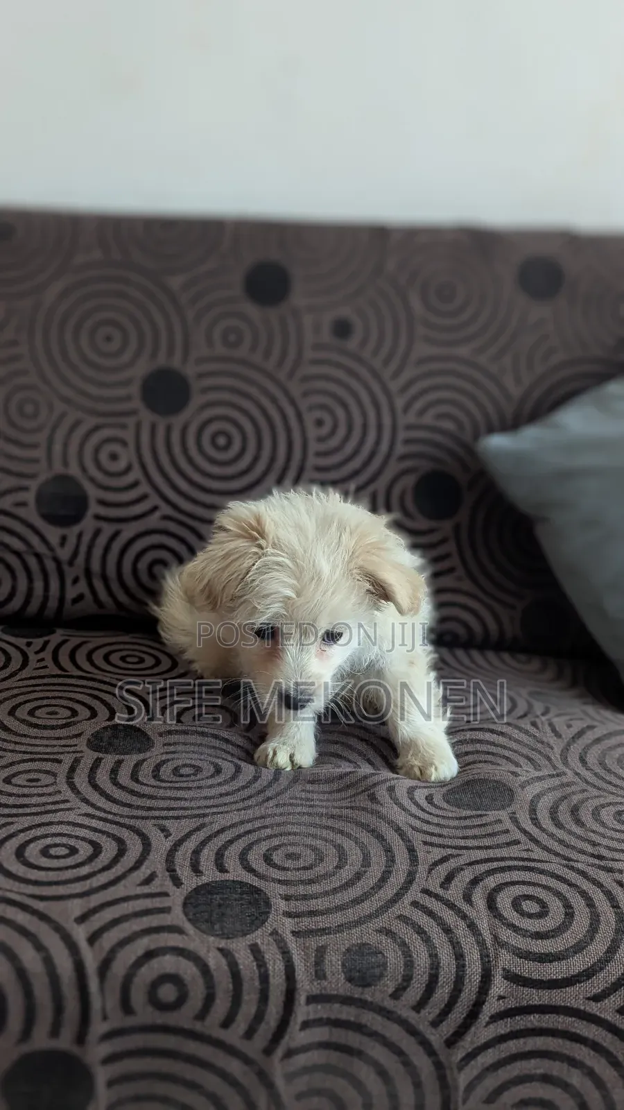 1-3 months Male Purebred Maltese