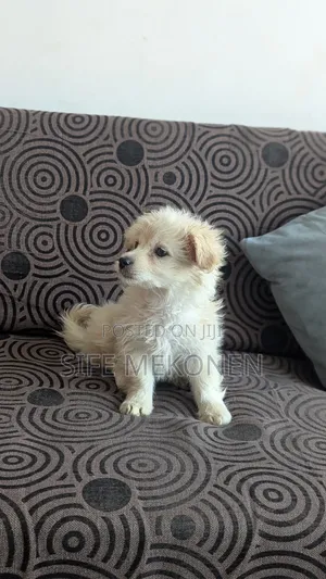 1-3 months Male Purebred Maltese