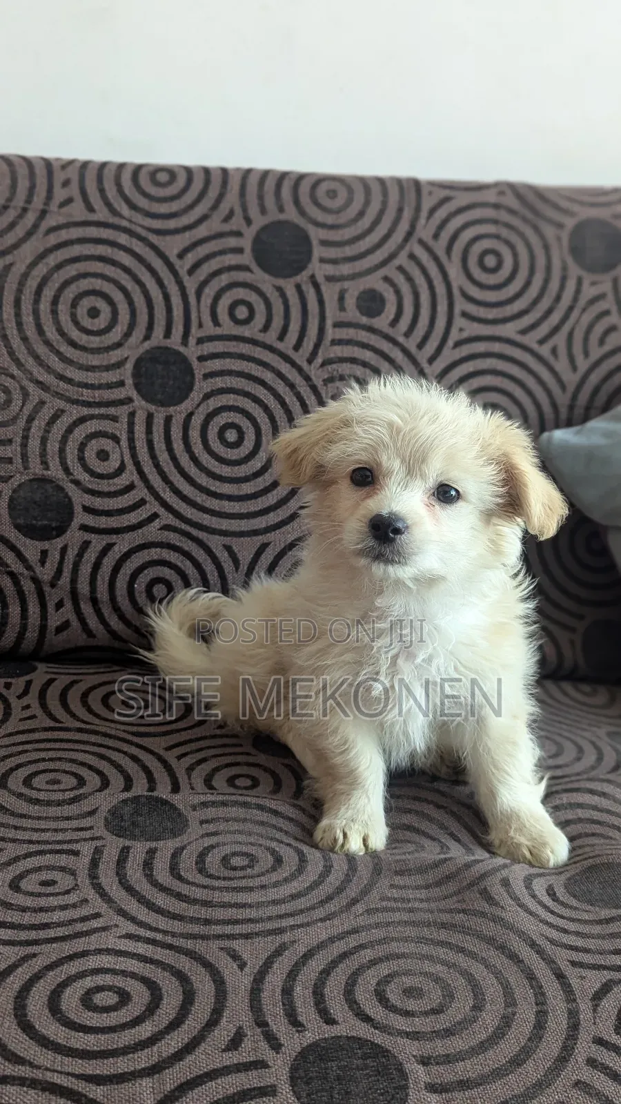 1-3 months Male Purebred Maltese