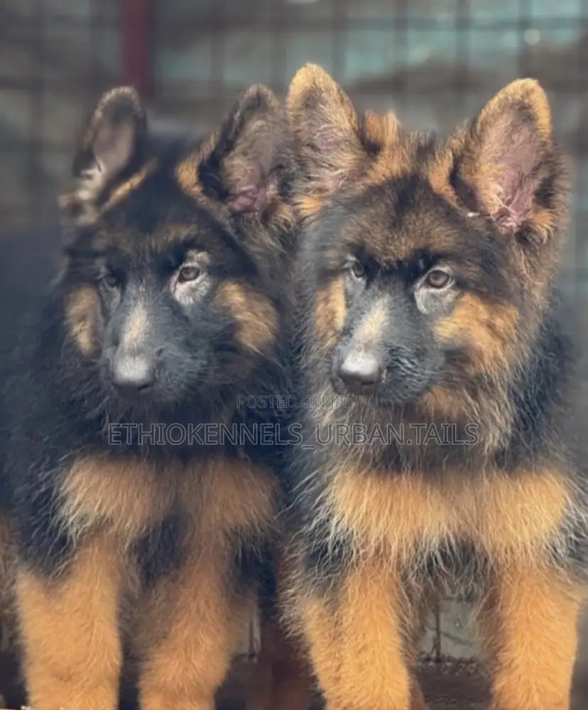 3-6 months Male Purebred German Shepherd