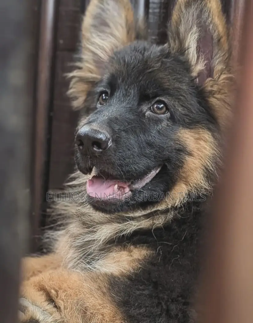 3-6 months Male Purebred German Shepherd