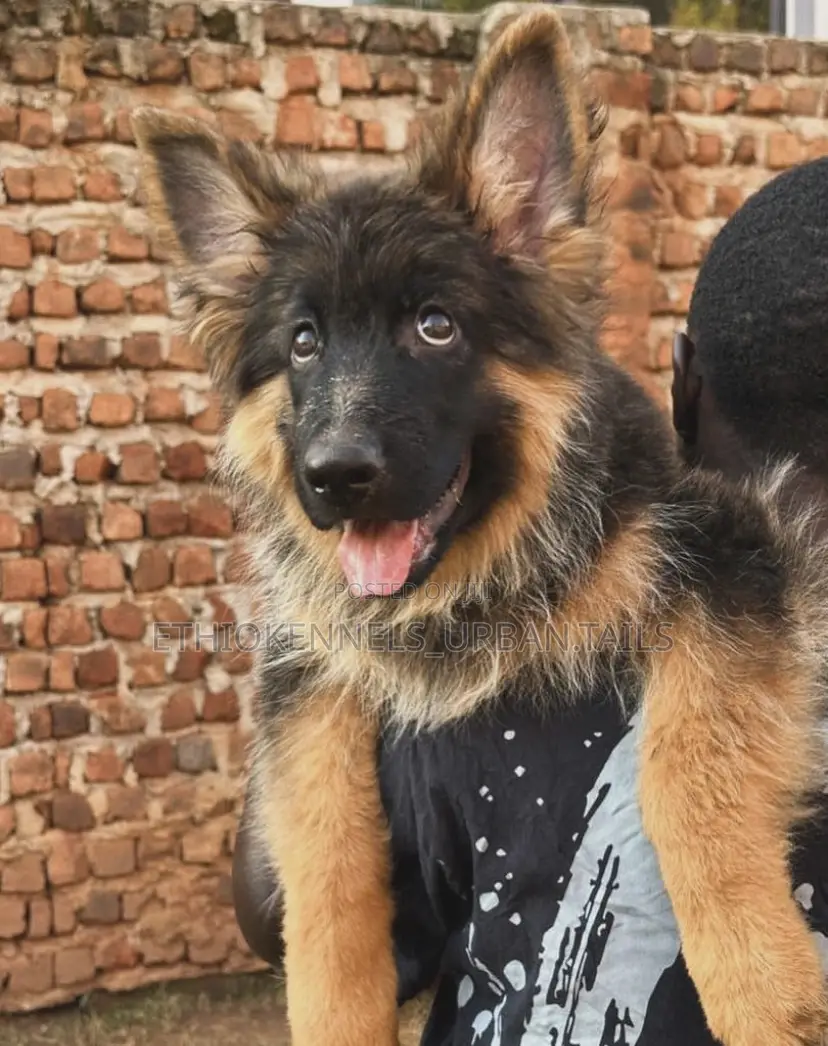 3-6 months Male Purebred German Shepherd