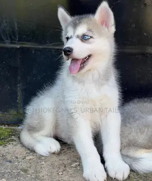 Photo - 1-3 months Female Purebred Siberian Husky