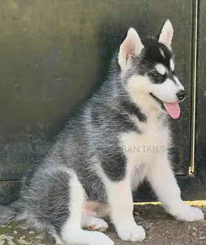 1-3 months Female Purebred Siberian Husky