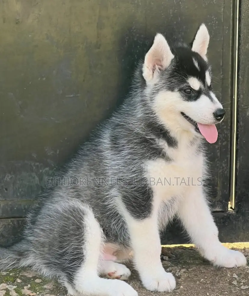 1-3 months Female Purebred Siberian Husky
