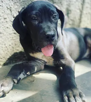 Photo - 1-3 months Female Purebred Great Dane