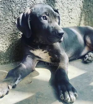 1-3 months Female Purebred Great Dane