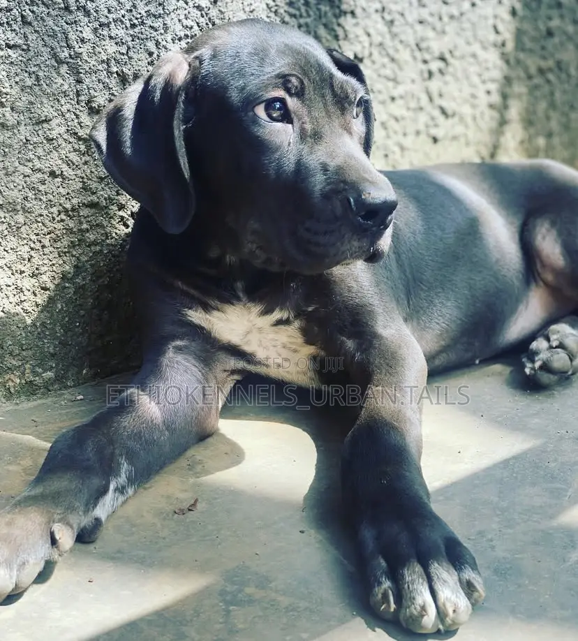 1-3 months Female Purebred Great Dane