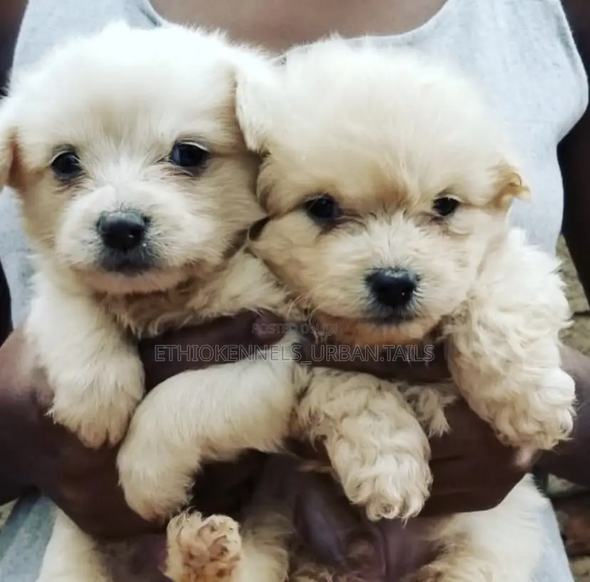 1-3 months Male Purebred Maltese