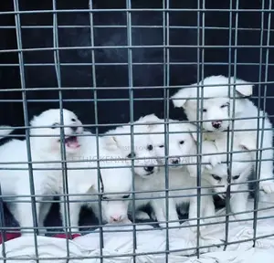 1-3 months Male Purebred Maltese