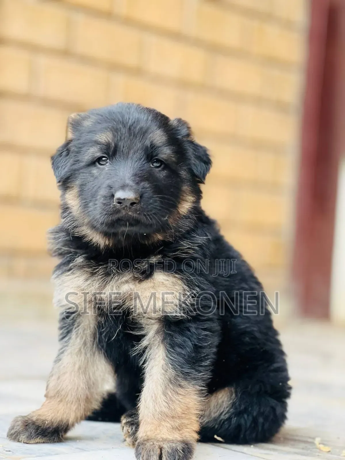 1-3 months Male Purebred German Shepherd