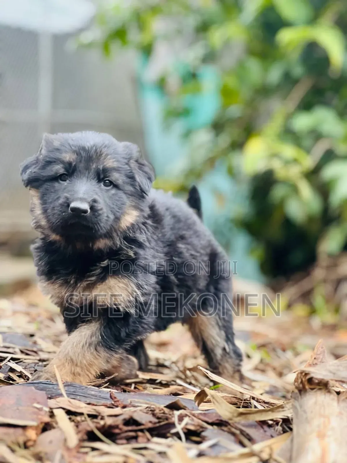 1-3 months Male Purebred German Shepherd
