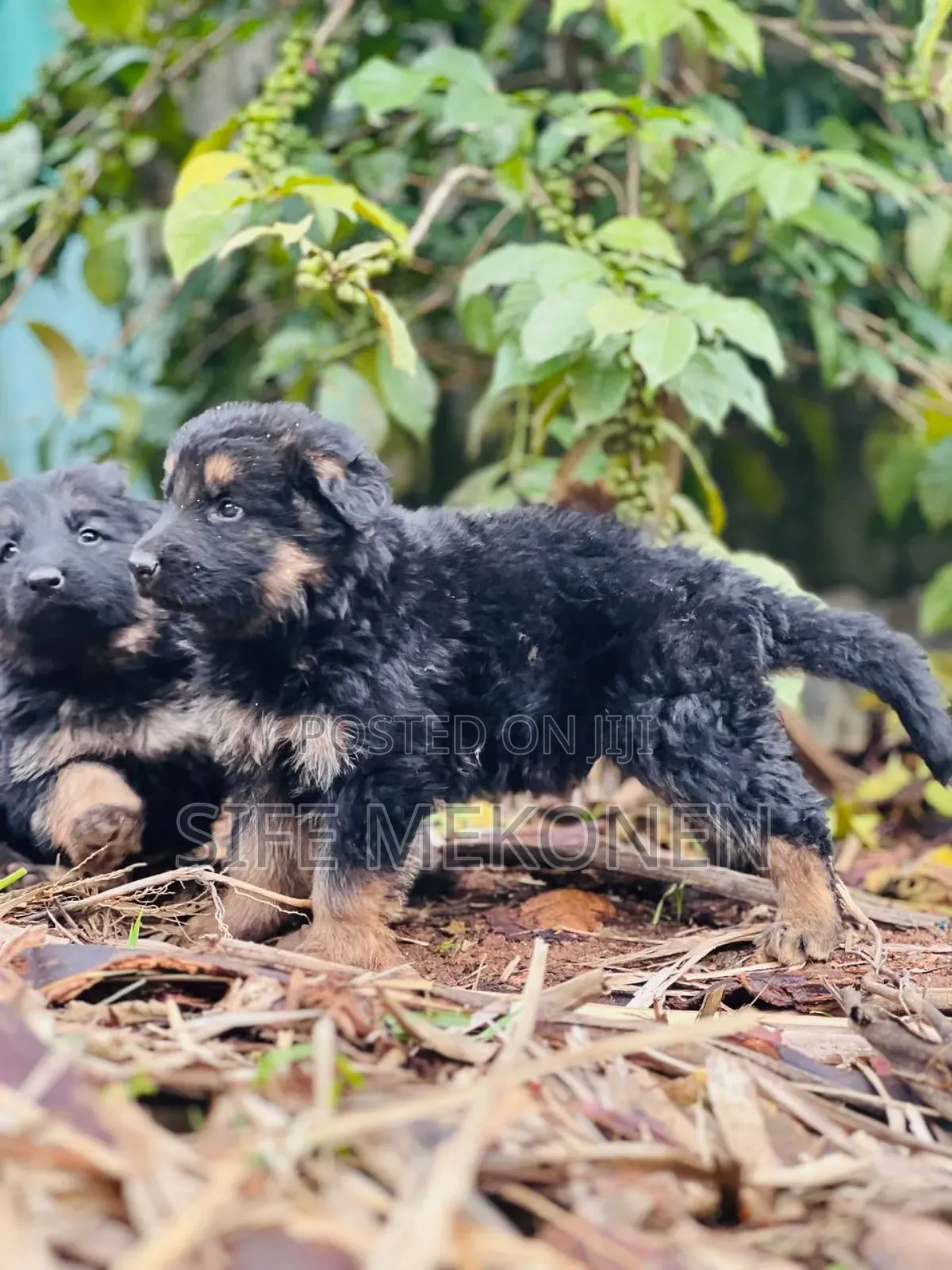 1-3 months Male Purebred German Shepherd