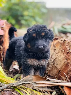 Photo - 1-3 months Male Purebred German Shepherd