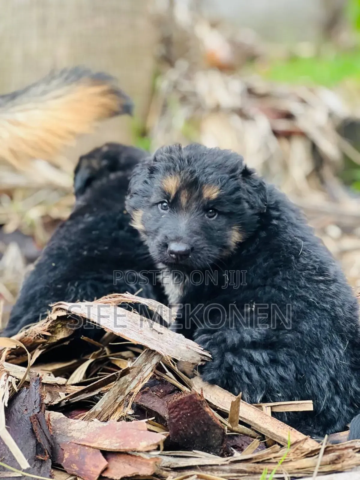 1-3 months Male Purebred German Shepherd