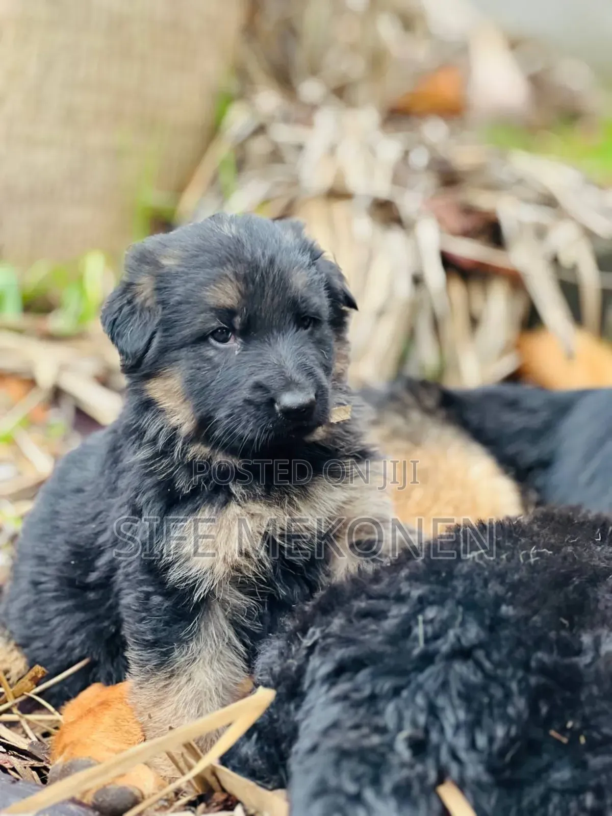 1-3 months Male Purebred German Shepherd