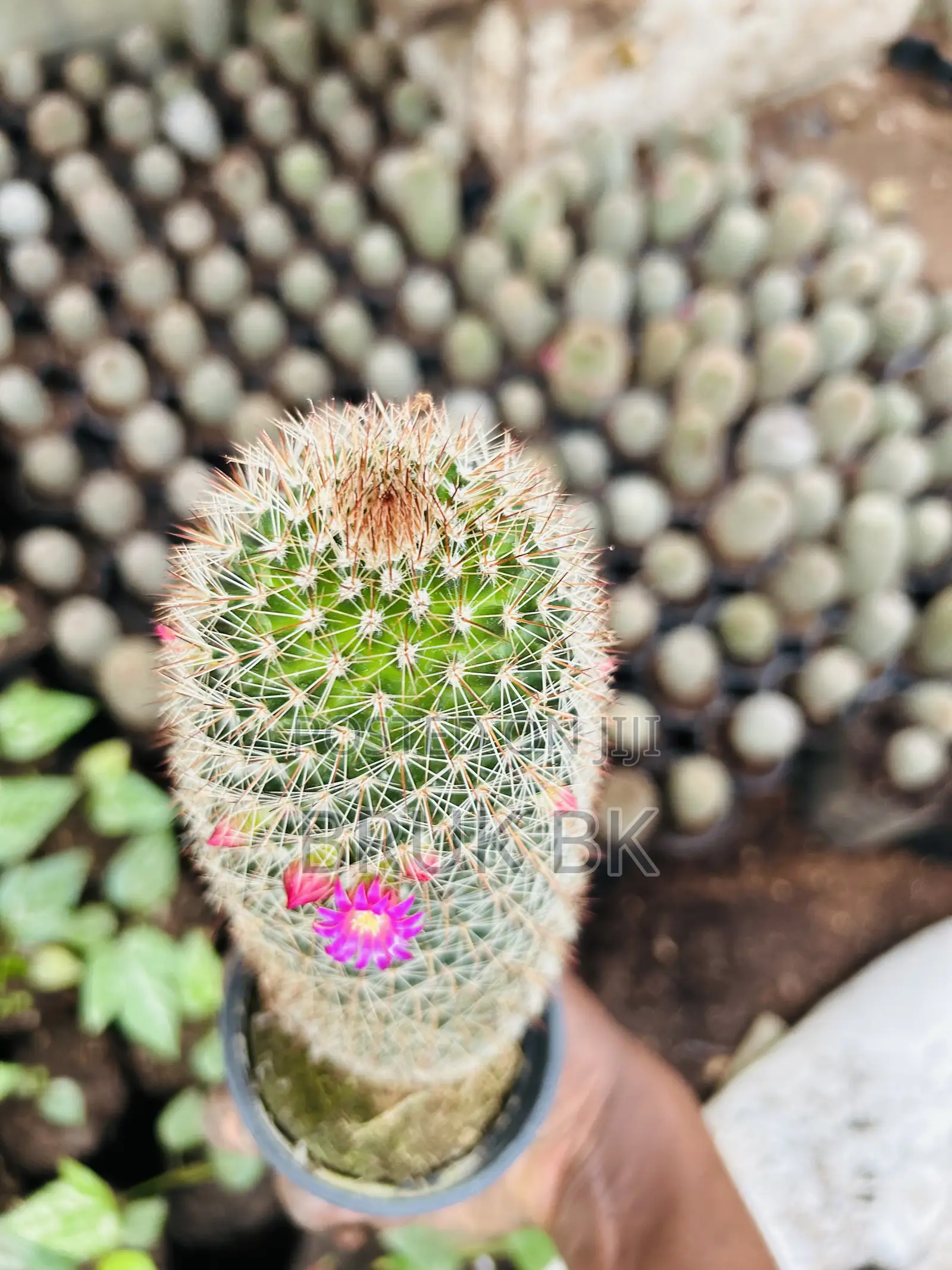 Cactus Plant for Indoor and Lobby Decorations