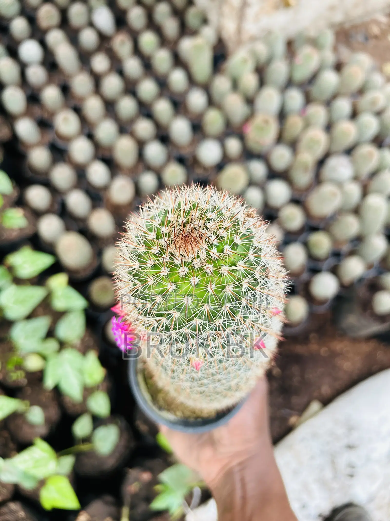 Cactus Plant for Indoor and Lobby Decorations
