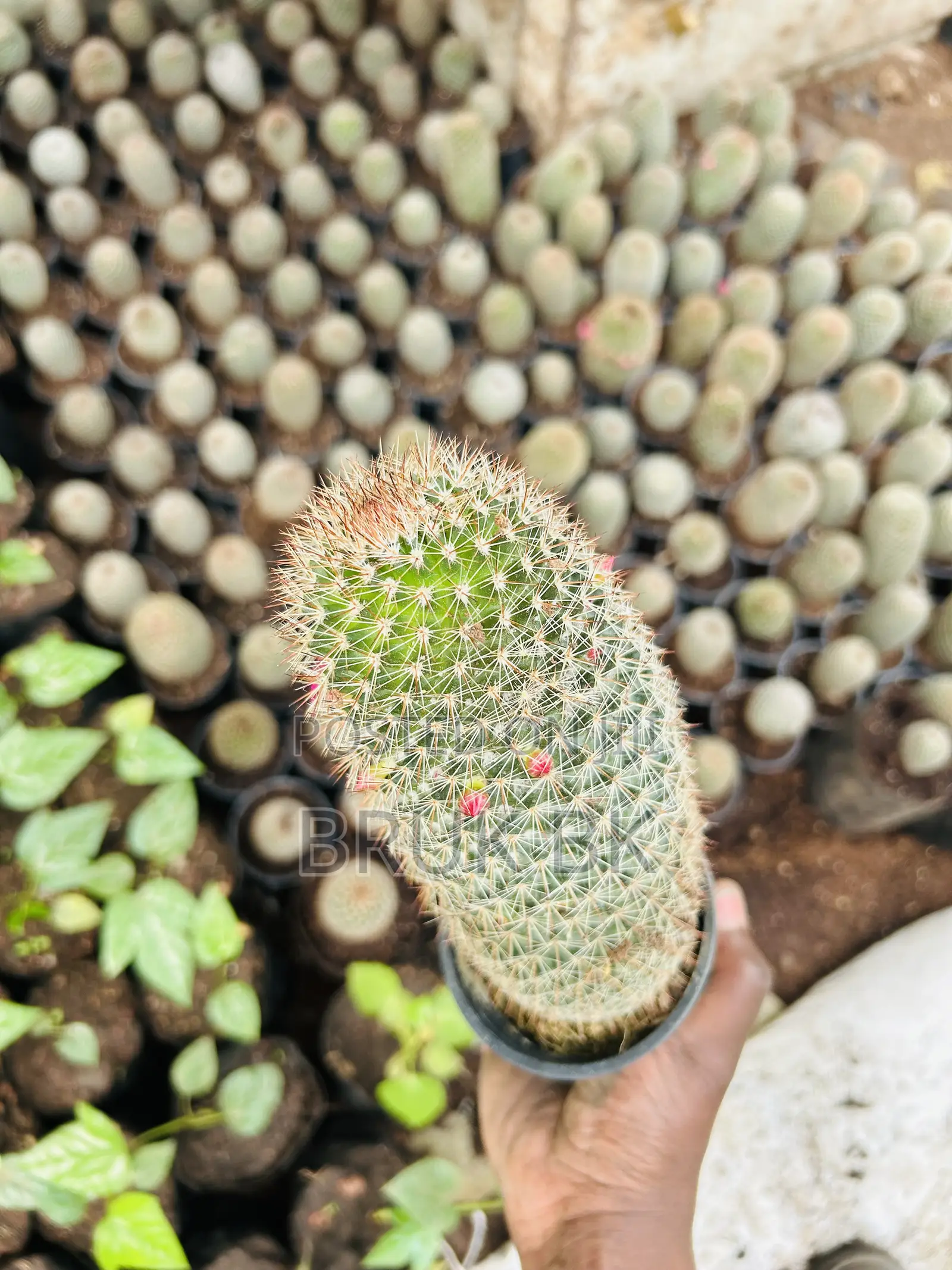Cactus Plant for Indoor and Lobby Decorations