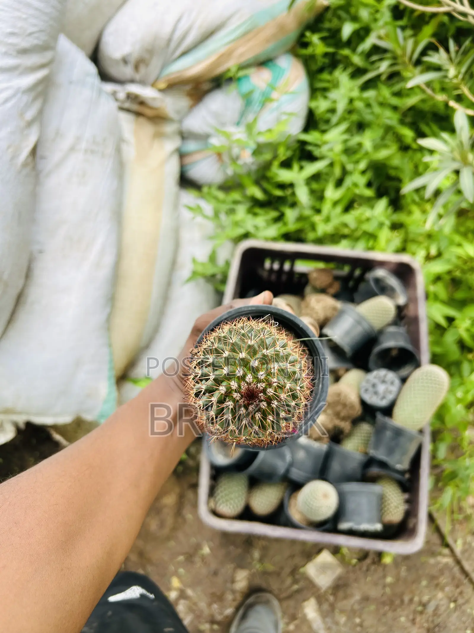 Cactus Plant for Indoor and Lobby Decorations