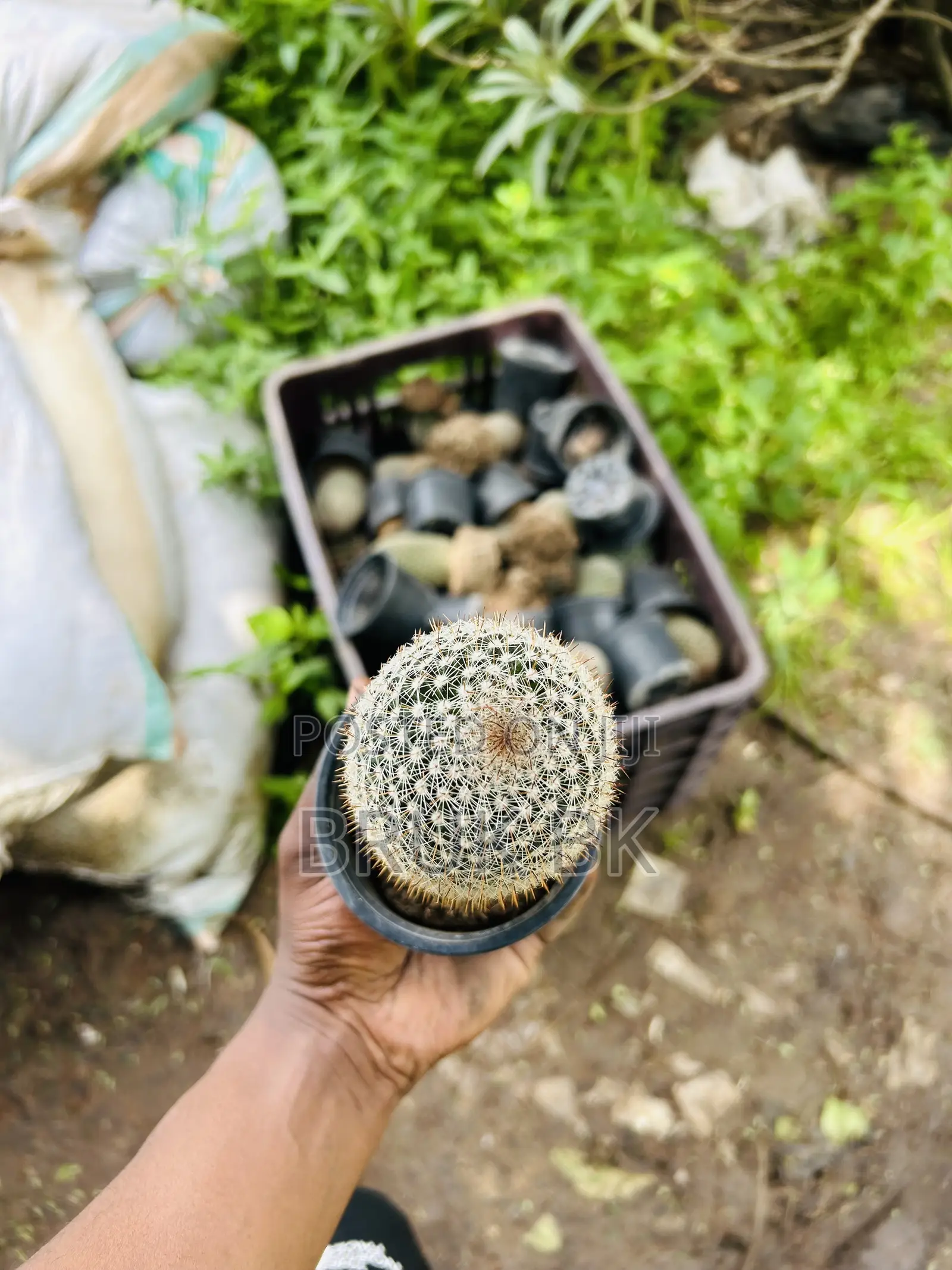 Cactus Plant for Indoor and Lobby Decorations