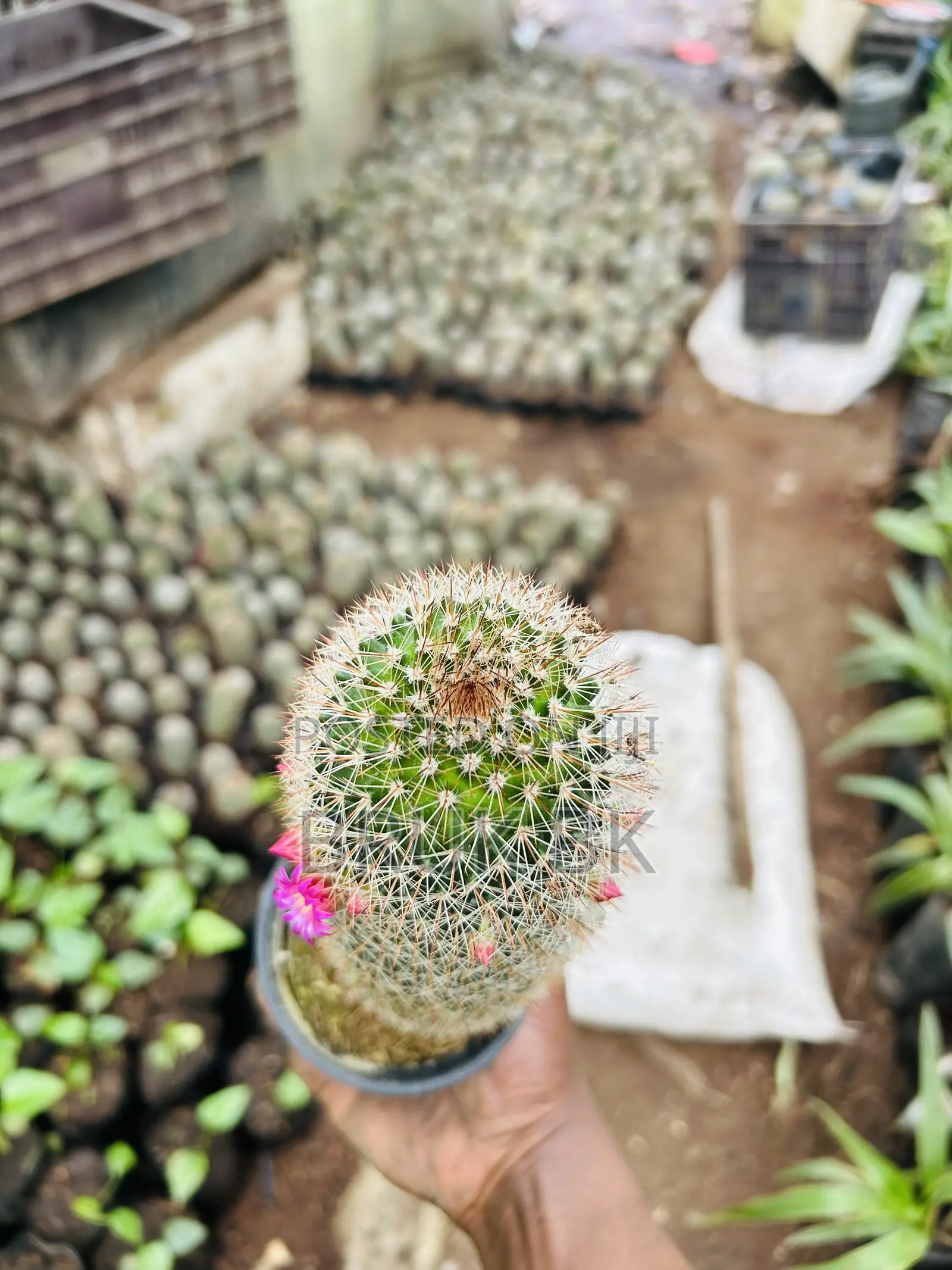 Cactus Plant for Indoor and Lobby Decorations