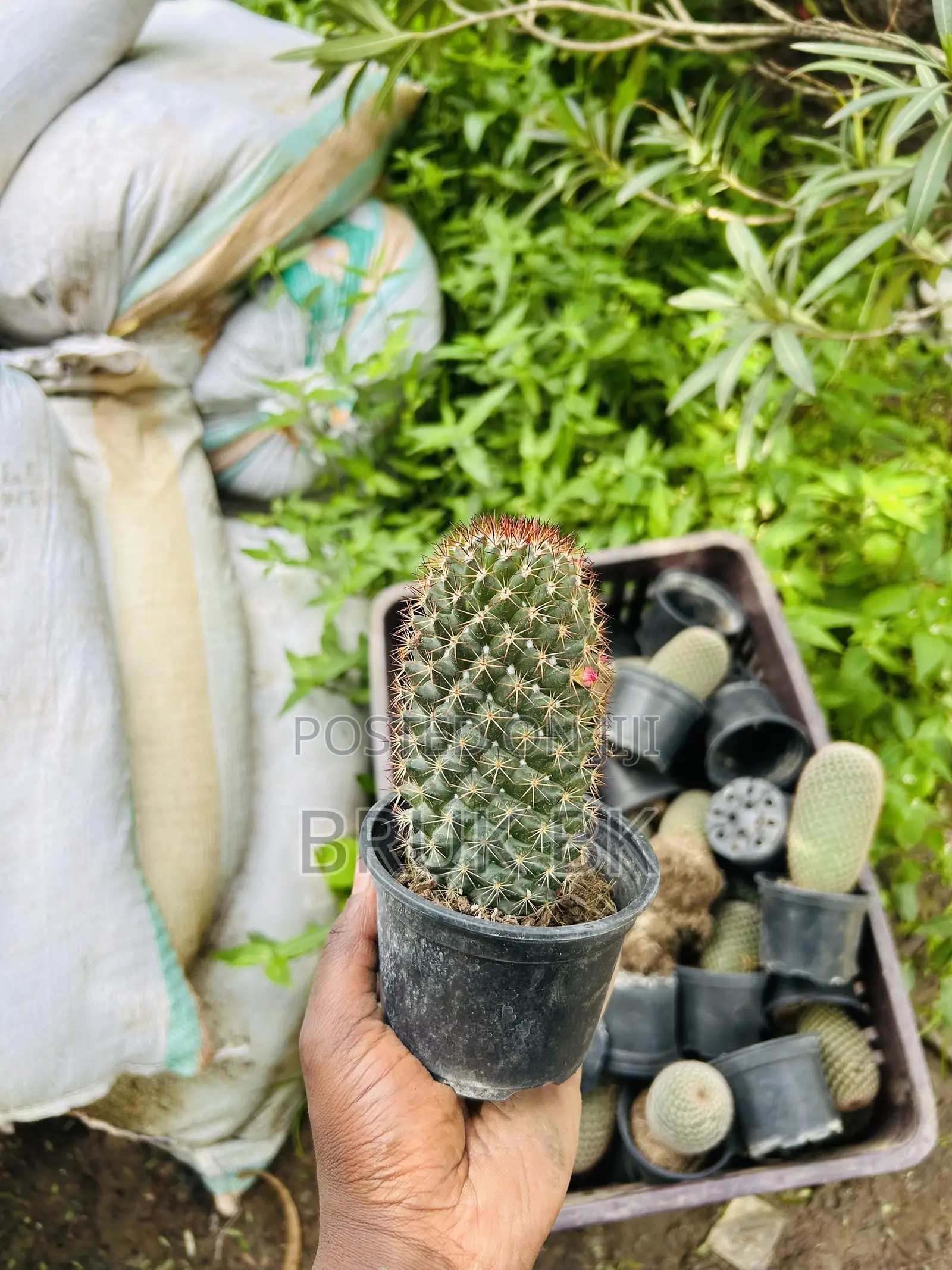 Cactus Plant for Indoor and Lobby Decorations