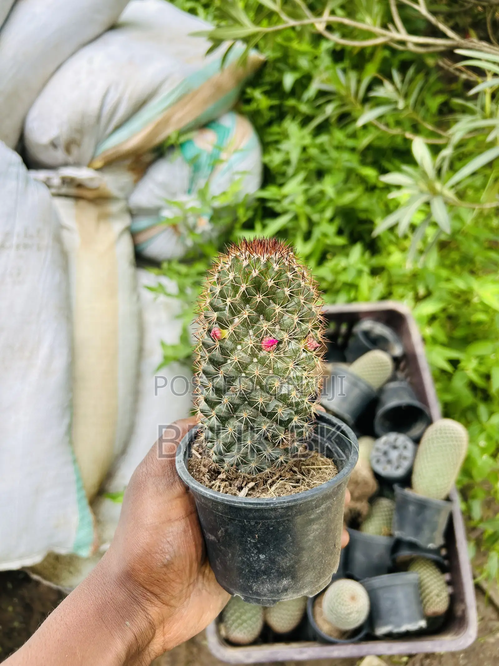 Cactus Plant for Indoor and Lobby Decorations