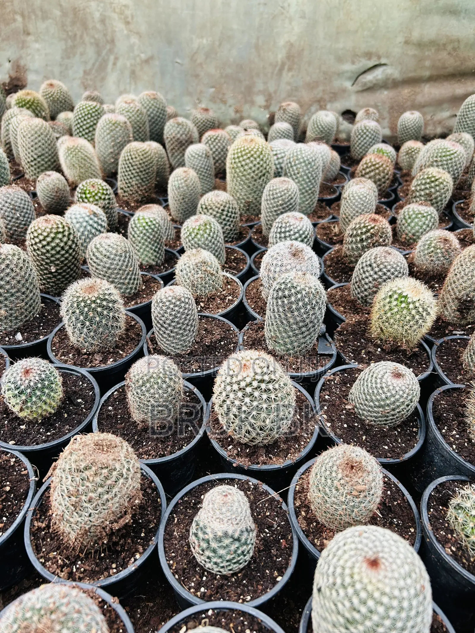 Cactus Plant for Indoor and Lobby Decorations