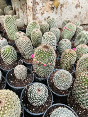 Cactus Plant for Indoor and Lobby Decorations