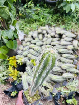 Photo - Cactus Plant for Both Indoor and Outdoor