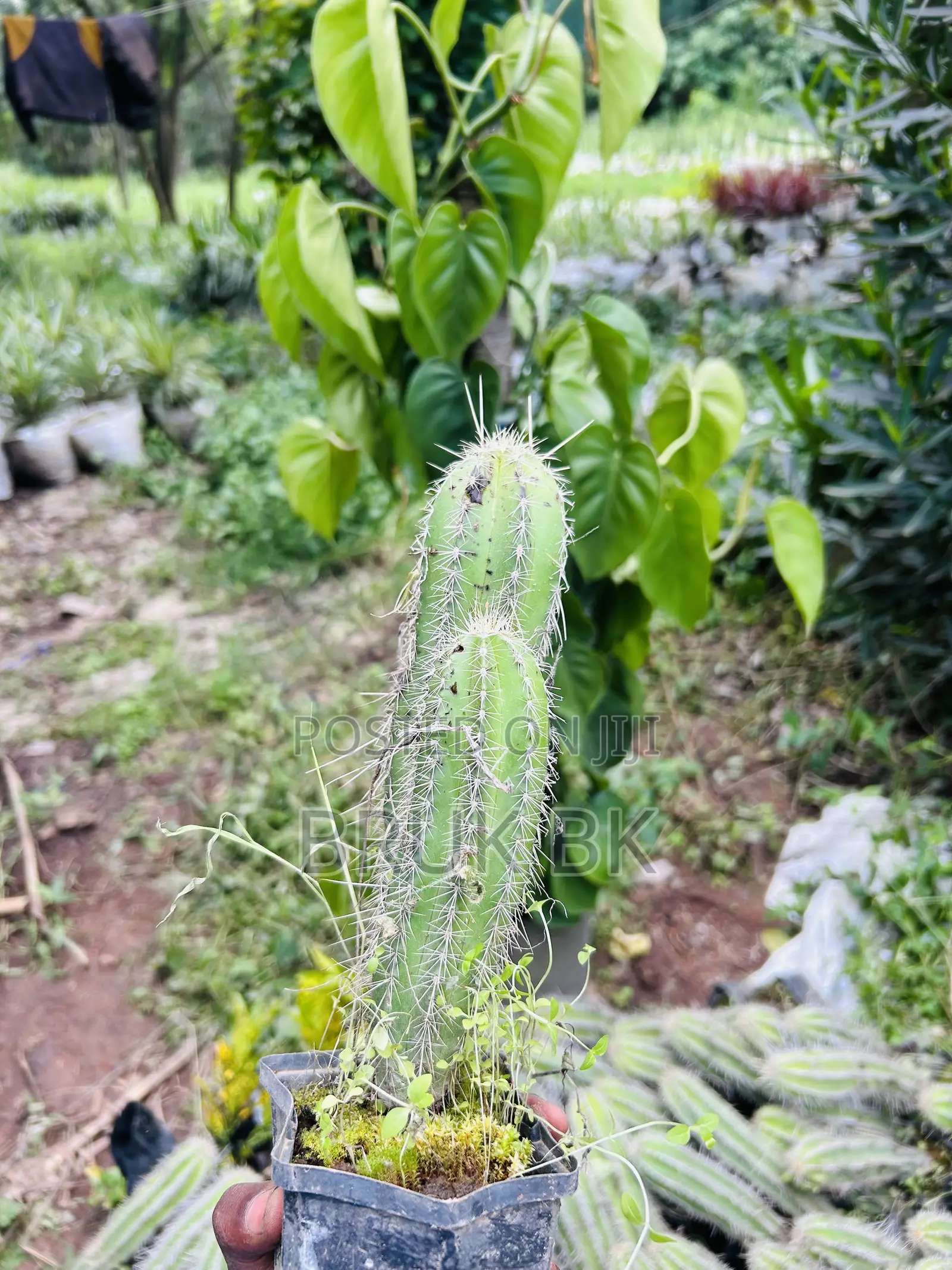 Cactus Plant for Both Indoor and Outdoor