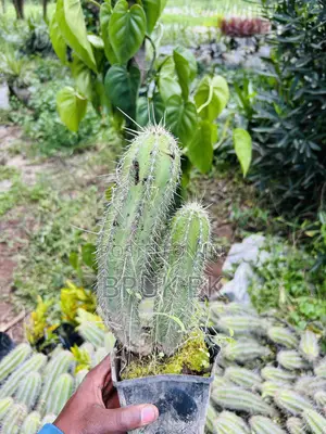 Cactus Plant for Both Indoor and Outdoor