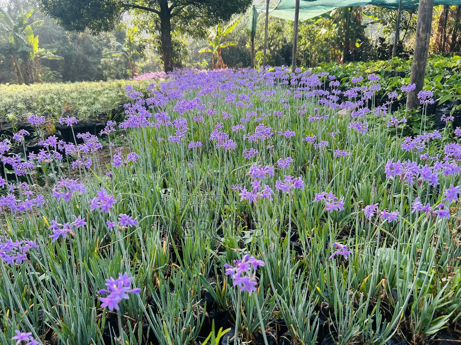 Tulbagia Flowering Plant