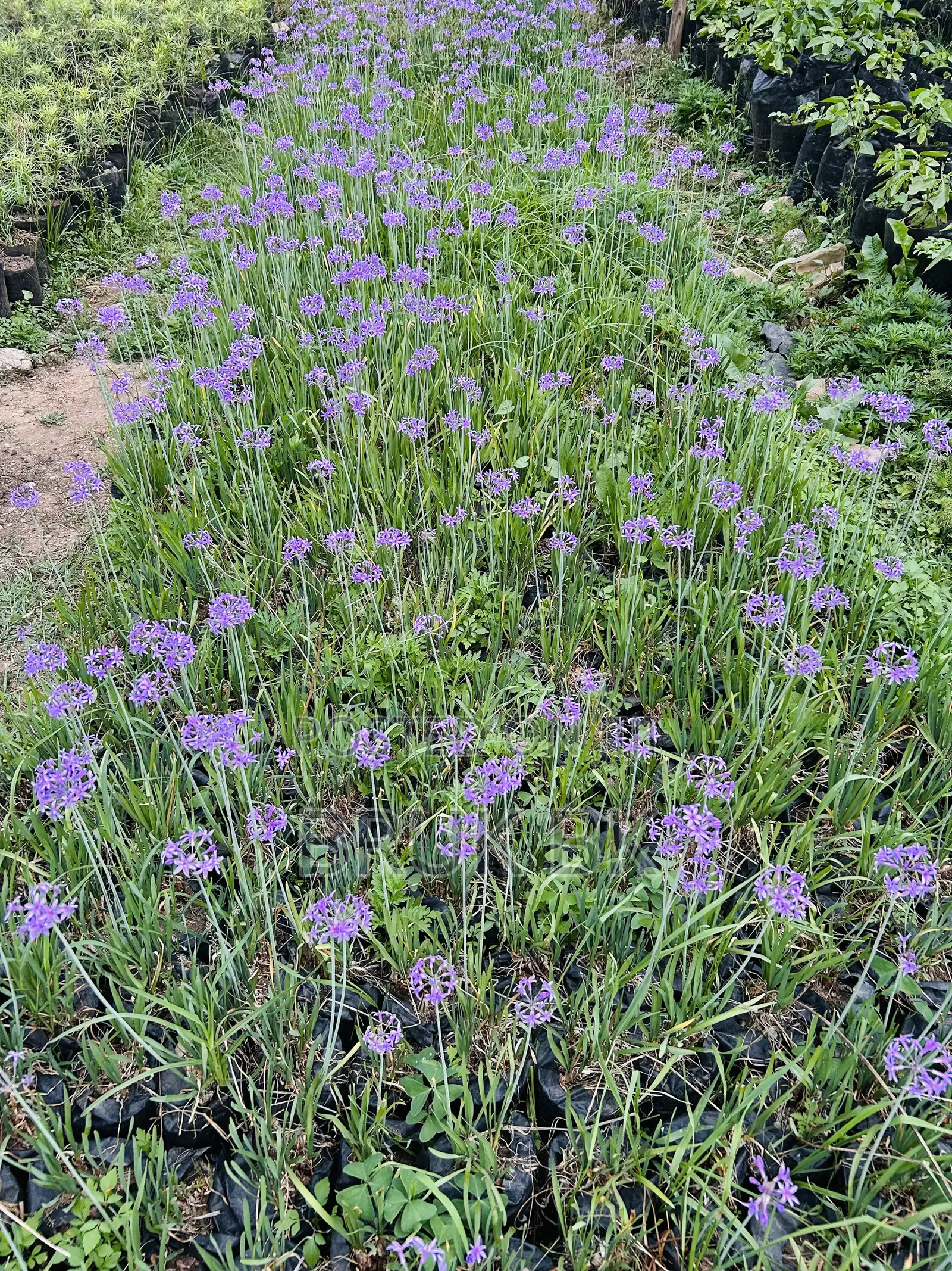 Tulbagia Flowering Plant