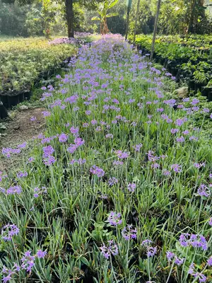 Tulbagia Flowering Plant