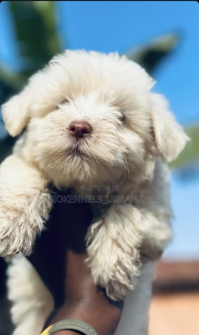 1-3 months Male Purebred Maltese