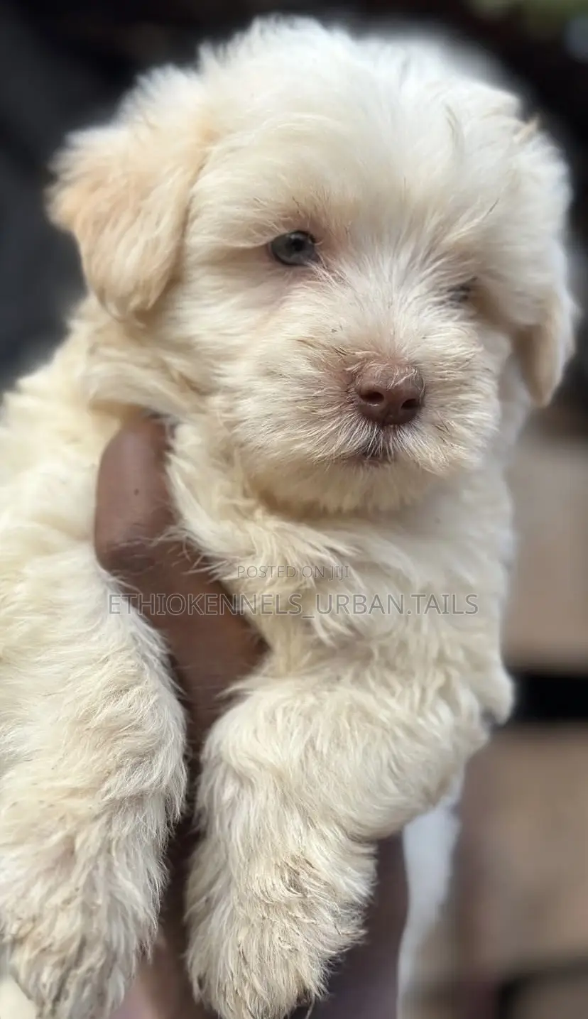 1-3 months Male Purebred Maltese
