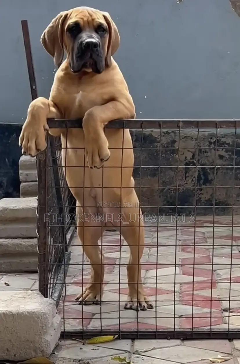 1-3 months Male Purebred Boerboel