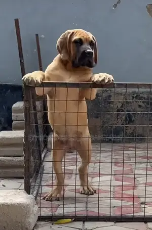 1-3 months Male Purebred Boerboel