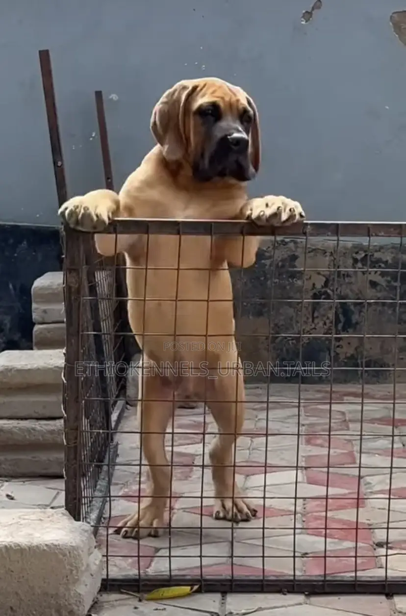 1-3 months Male Purebred Boerboel