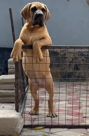 1-3 months Male Purebred Boerboel