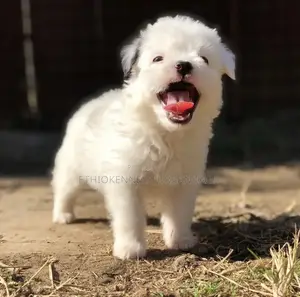 Photo - 1-3 months Female Mixed Breed Maltese