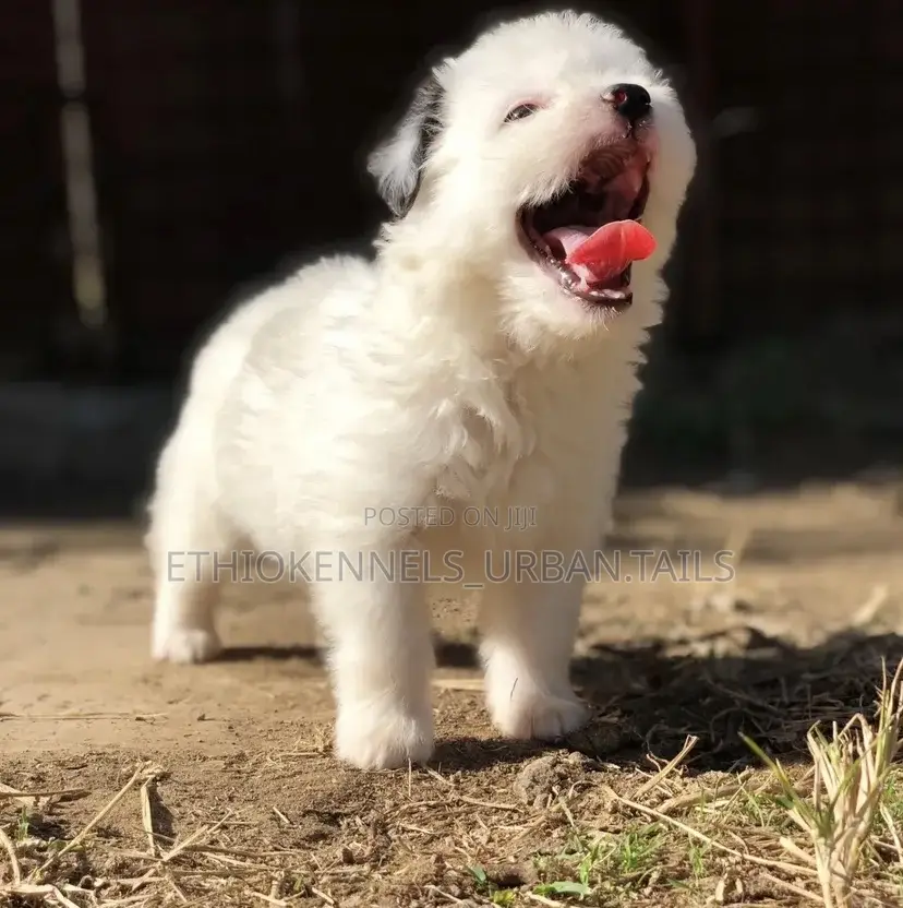 1-3 months Female Mixed Breed Maltese