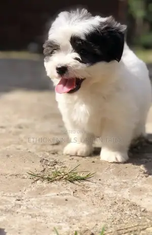 1-3 months Female Mixed Breed Maltese