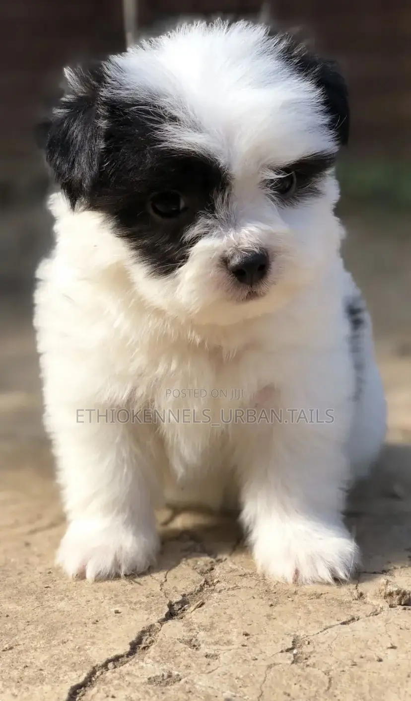 1-3 months Female Mixed Breed Maltese