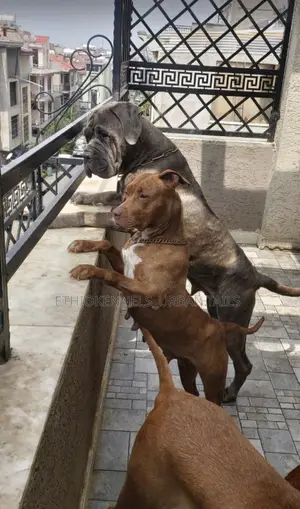 Photo - 6-12 months Female Purebred Mastiff