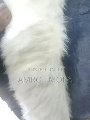 Wubet Yalachewu Fer Ntafochi Alun