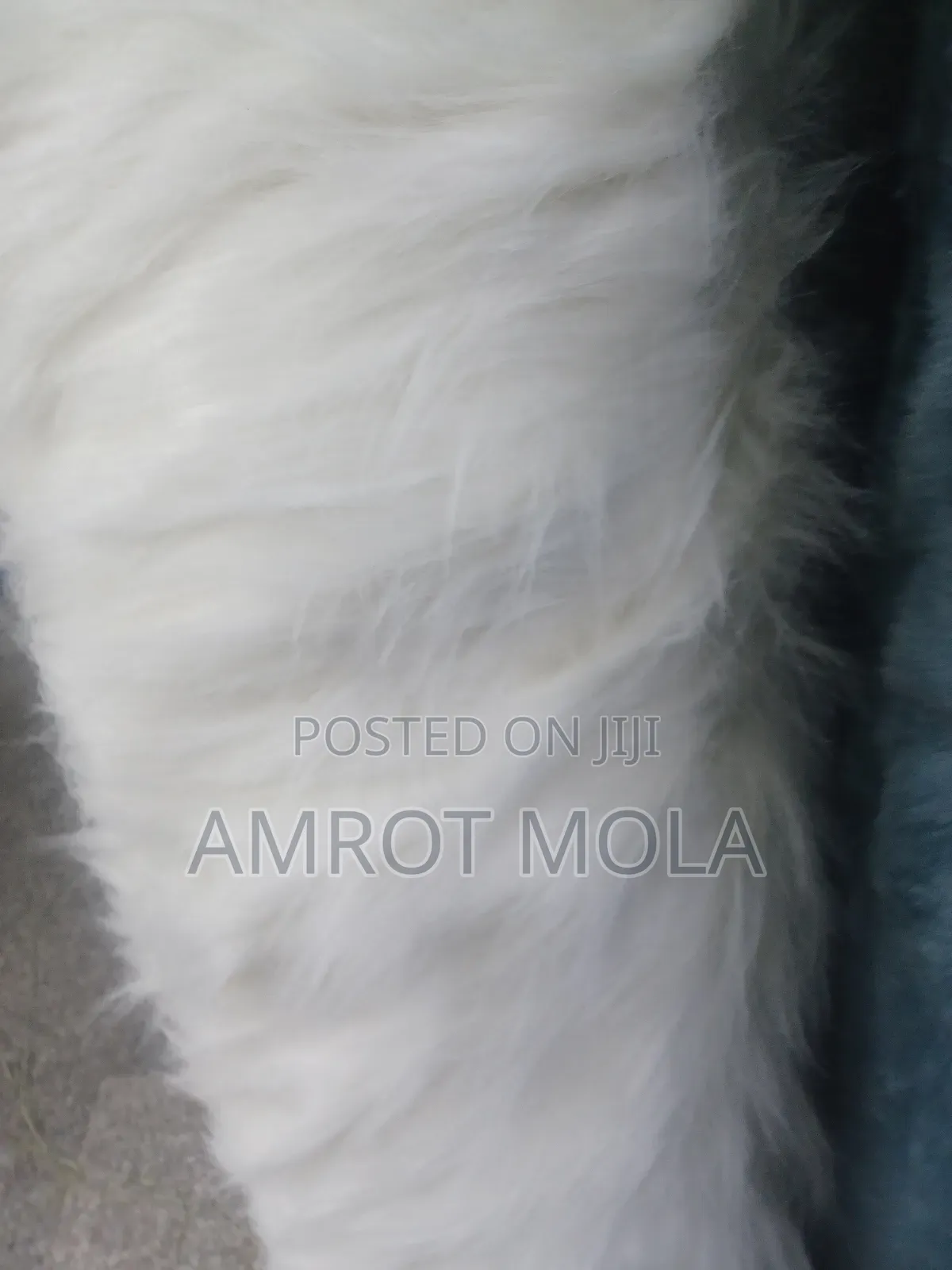 Wubet Yalachewu Fer Ntafochi Alun